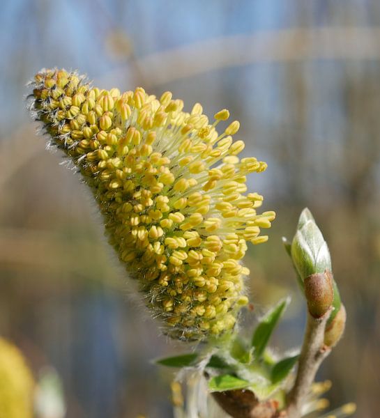 Kater der Bitterweide von Wim vd Neut