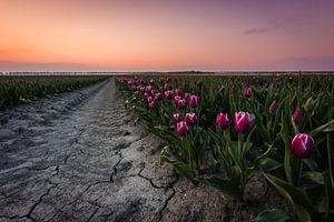 Typische Nederlandse paarse tulpenvelden van Thijs van den Broek