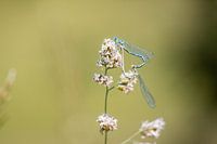 Romantik zwischen zwei schönen Libellen auf einer Blume