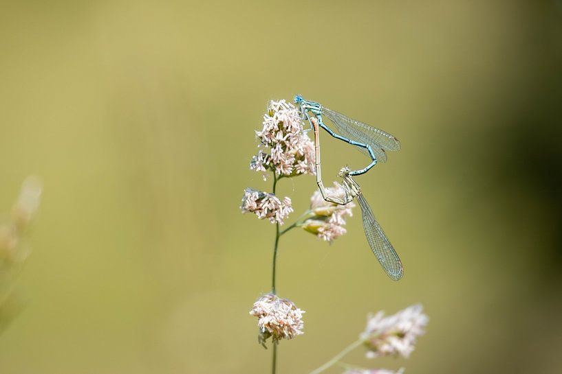 Romantik zwischen zwei schönen Libellen auf einer Blume von Mandy Schipper