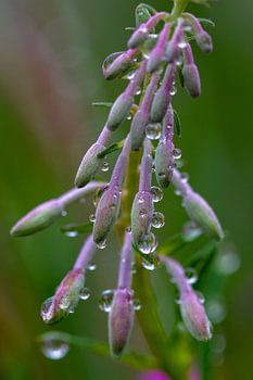 A profusion of blossoms and raindrops