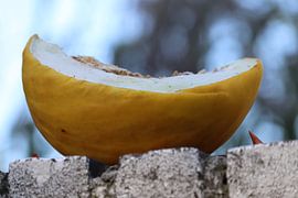 Meloen op muurtje by Marilla van der Knoop