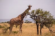 Giraffe in Kenia van Andy Troy thumbnail