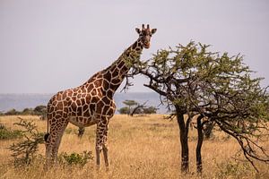 Giraffe in Kenya
