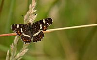 A butterfly on the reeds