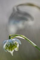 Monique Visser Spring in small and in big