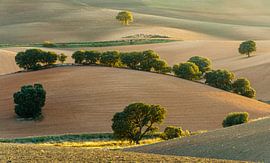 Rollende Hügel von Steven Driesen