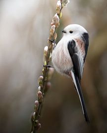 Eine niedliche Weißgesichtsmeise auf einem Ast von Wennekes Photography