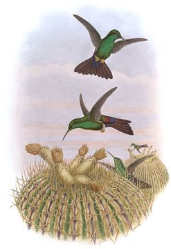 Black-Vented Plumeleteer, John Gould van Hummingbirds