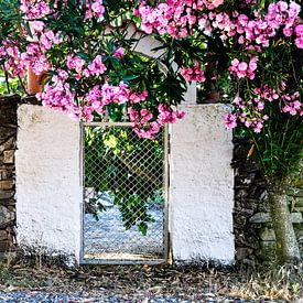 roze bloemen hekje van Sabrina Varao Carreiro