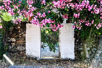 roze bloemen hekje van Sabrina Varao Carreiro
