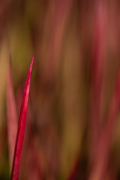 The red stalk by Anneliese Grünwald-Märkl