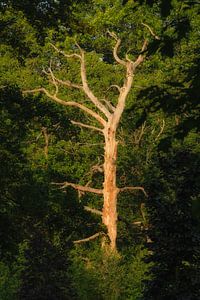 Der Baum von Moetwil en van Dijk - Fotografie