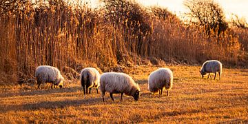 Schafe in der untergehenden Sonne im Naturschutzgebiet Meijendel von MICHEL WETTSTEIN