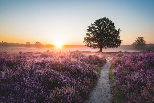 Zonsopkomst op de Hoorneboegse Heide