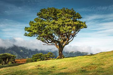 De eenzame boom op de heuvel III | Fanal | Madeira van Daan Duvillier | Dsquared Photography