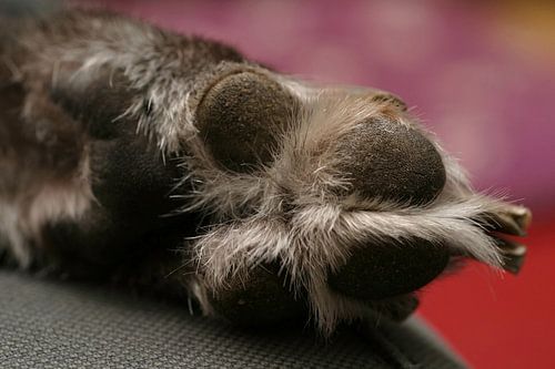 Paw