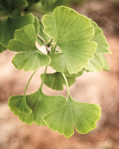 Sprouting Ginkgo IV, Debra Van Swearingen