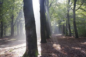 Bomen met zonlicht van Ad Steenbergen