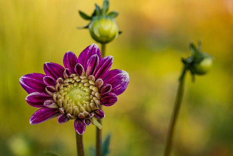paars by Marjan Versluijs