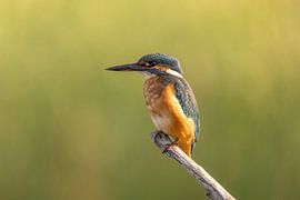 Eisvogel, Alcedo atthis