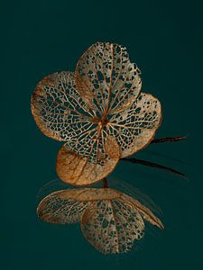 Hydrangea leaf on a mirrored surface with teal background
