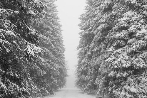 'WINTER', bomen in de mist. Zwart-wit fotografie.