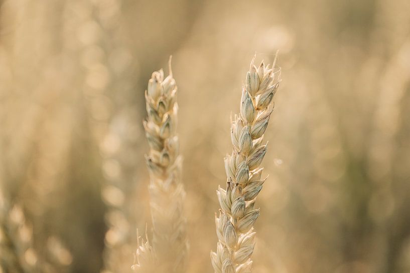 Getreide im Abendlicht von KB Design & Photography (Karen Brouwer)