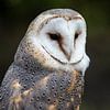 Barn owl by Frens van der Sluis