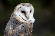 Barn owl by Frens van der Sluis thumbnail
