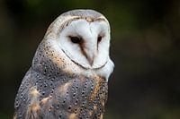 Barn owl