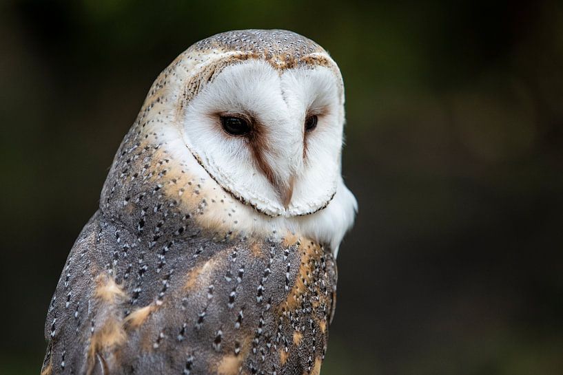 Barn owl by Frens van der Sluis