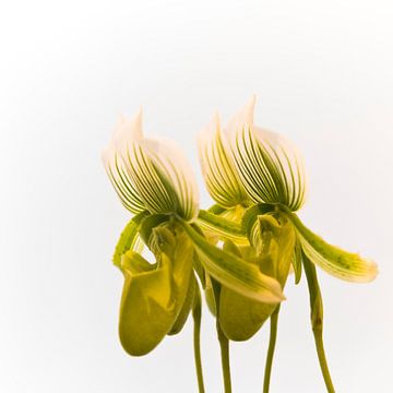 Quatuor Flower Orchidea sur Greetje van Son