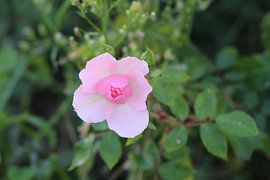 Flower in the Dunes by Debby Frijn