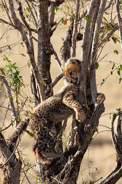 klimmende cheetah van Peter Michel