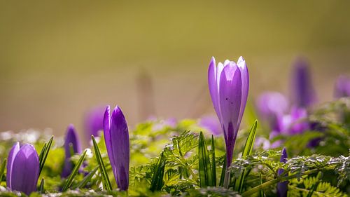 Crocus