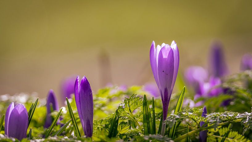 Krokus von Richard van der Zwan