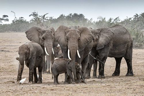 Troupeau d'éléphants