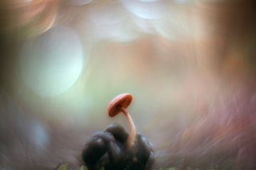 Kleiner Pilz auf einem Tannenzapfen von elma maaskant
