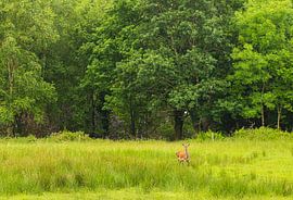 Cerf de Killarney (Irlande)