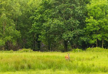 Killarney deer (Ireland) by Marcel Kerdijk