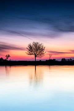 The lonely tree by Richard Nell