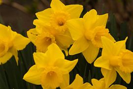 Gelbe Blumen im Dunkeln von Jolanda de Jong-Jansen