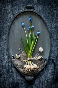 Blaue Weintrauben auf Zinnschale