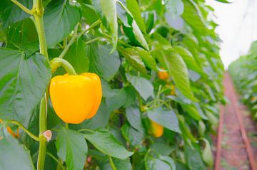 Yellow paprika growing on paprika plants in a greenhouse by Sjoerd van der Wal Photography