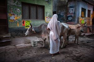 Vrouw hoedt twee koeien in de sloppenwijk van Varanasi India. Wout Kok One2expose van Wout Kok