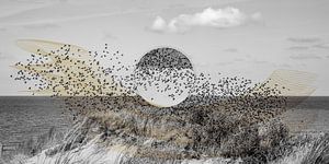 Essaim d'oiseaux avec un cercle