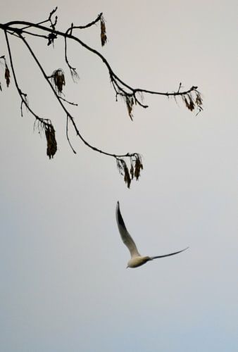 Alleen / Alone / Seul