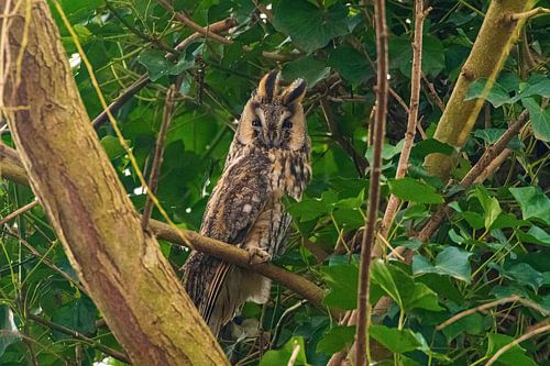 Long-eared owl in the wind