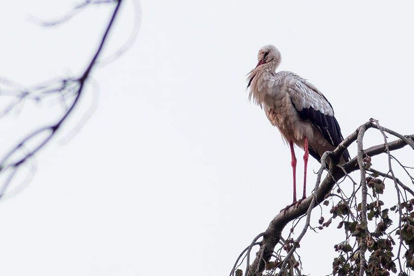 Stork on branch by Rogiers Foto's